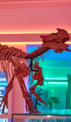 Скелет пситтакозавра обнаружили в 2014 году